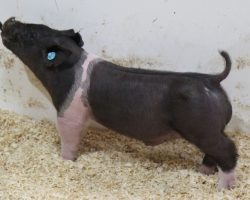 Sire: Breaking Rules<br>
Sire of Dam: Wedding Night 40-2<br>
Weight 41