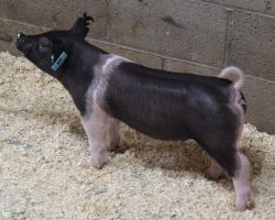 Sire: Outbreak<br>
Sire of Dam: Bad Man 51-1<br>
Weight 30