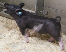 Sire: Outbreak<br>
Sire of Dam: Dirty South 193-10<br>
Weight 57