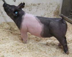 Sire: Junior<br>
Sire of Dam: Hillbilly Bone 53-9<br>
Weight 61