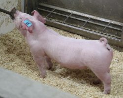 Sire: Apollo<br>
Sire of Dam: Overtime 91-8<br>
Weight 57