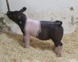 Sire: Breaking Rules<br>
Sire of Dam: Lock it Up 34-3<br>
Weight 43