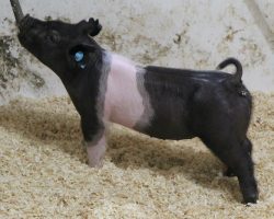 Sire: Breaking Rules<br>
Sire of Dam: Lock it Up 34-3<br>
Weight 32