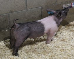 Sire: Up Down<br>
Sire of Dam: On Target 108-2<br>
Weight 29