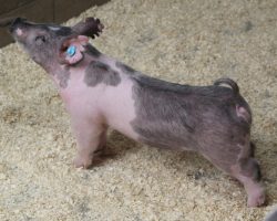 Sire: May We All<br>
Sire of Dam: Teen Spirit 107-3<br>
Weight 37