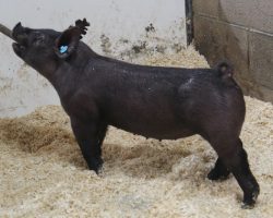 Sire: May We All<br>
Sire of Dam: Wedding Blues 40-8<br>
Weight 48
