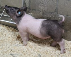 Sire: Outbreak<br>
Sire of Dam: Bad Man 51-1<br>
Weight 48