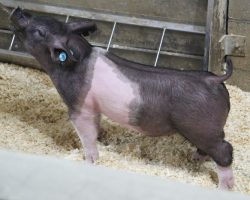 Sire: Junior<br>
Sire of Dam: Hillbilly Bone 53-8<br>
Weight 47