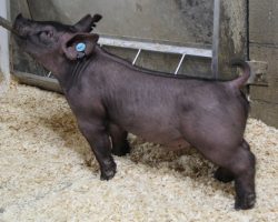 Sire: Outbreak<br>
Sire of Dam: Dirty South 193-10<br>
Weight 49