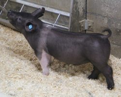 Sire: Foresight<br>
Sire of Dam: Dirty South 226-4<br>
Weight 46