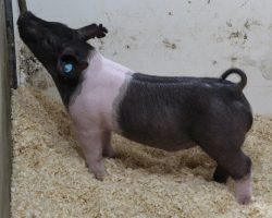 Sire: Junior<br>
Sire of Dam: Breaking Rules 204-11<br>
Weight 39
