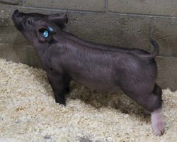 Sire: Junior<br>
Sire of Dam: Breaking Rules 204-11<br>
Weight 28