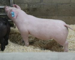 Sire: Boomawang<br>
Sire of Dam: First Take 10-7<br>
Weight 65