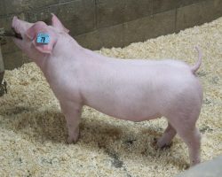 Sire: Apollo<br>
Sire of Dam: Overtime 91-8<br>
Weight 69