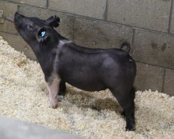 Sire: Outbreak<br>
Sire of Dam: Foresight 198-6<br>
Weight 47