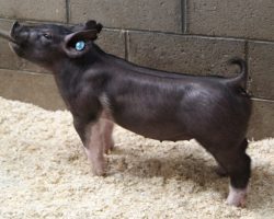 Sire: Breaking Rules 64-1<br>
Sire of Dam: Straight Survivor 142-2<br>
Weight 46