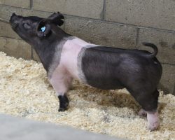 Sire: Outbreak<br>
Sire of Dam: Foresight 198-6<br>
Weight 50