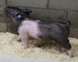 Sire: Outbreak<br>
Sire of Dam: Foresight 198-6<br>
Weight 34