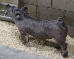 Sire: May We All<br>
Sire of Dam: Wedding Night 113-2<br>
Weight 62