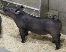 Sire: May We All<br>
Sire of Dam: Wedding Night 113-2<br>
Weight 58