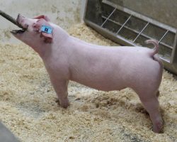 Sire: Boom Town<br>
Sire of Dam: Over The Top 13-8<br>
Weight 71