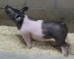 Sire: Outbreak<br>
Sire of Dam: Teen Spirit 30-9<br>
Weight 53