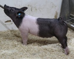 Sire: Outbreak<br>
Sire of Dam: Teen Spirit 30-9<br>
Weight 57