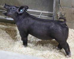 Sire: Outbreak<br>
Sire of Dam: Teen Spirit 30-9<br>
Weight 48