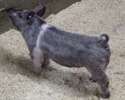 Sire: May We All<br>
Sire of Dam: Teen Spirit 192-2<br>
Weight 53