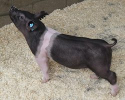 Sire: Breaking Rules 64-1<br>
Sire of Dam: Shine On 161-7<br>
Weight 35