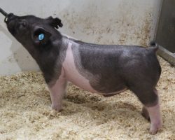 Sire: Breaking Rules 64-1<br>
Sire of Dam: Shine On 161-7<br>
Weight 41