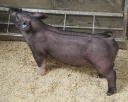 Sire: Junior<br>
Sire of Dam: Breaking Rules 229-6<br>
Weight 44