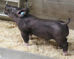 Sire: Break Through<br>
Sire of Dam: Cowboy Swag 134-8<br>
Weight 36