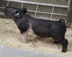 Sire: Breaking Rules<br>
Sire of Dam: Lock it Up 34-3<br>
Weight 35