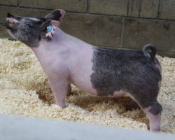 Sire: Outmanned<br>
Sire of Dam: He Is What He Is 176-1<br>
Weight 57
