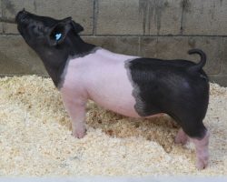 Sire: Outmanned<br>
Sire of Dam: He Is What He Is 176-1<br>
Weight 70