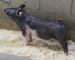 Sire: Junior<br>
Sire of Dam: Blurred Vision 169-4<br>
Weight: 50<br>
<a href="https://www.youtube.com/watch?v=mqlI9otcOXQ" target="_blank" rel="noopener noreferrer">YOUTUBE LINK</a>