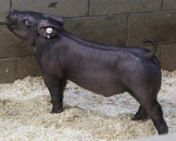 Sire: Brother Love<br>
Sire of Dam: Dirty Secret 50-2<br>
Weight: 56<br>
<a href="https://www.youtube.com/watch?v=57Kn1Mm5_iU" target="_blank" rel="noopener noreferrer">YOUTUBE LINK</a>