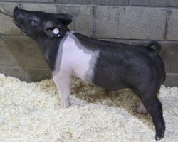 Sire: Brother Love<br>
Sire of Dam: Dirty Secret 50-2<br>
Weight: 66<br>
<a href="https://www.youtube.com/watch?v=Mzye9uxJWK4" target="_blank" rel="noopener noreferrer">YOUTUBE LINK</a>