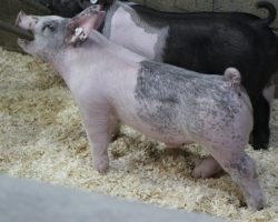 Sire: May We All<br>
Sire of Dam: Up Down 124-6<br>
Weight: 57<br>
<a href="https://www.youtube.com/watch?v=kieIDacQxyw" target="_blank" rel="noopener noreferrer">YOUTUBE LINK</a>