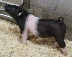 Sire: Objection<br>
Sire of Dam: Anchorman 34-7<br>
Weight: 47<br>
<a href="https://www.youtube.com/watch?v=ltILlQvjrp8" target="_blank" rel="noopener noreferrer">YOUTUBE LINK</a>