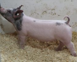 Sire: Objection<br>
Sire of Dam: Anchorman 34-7<br>
Weight: 56<br>
<a href="https://www.youtube.com/watch?v=ESATCbDie9c" target="_blank" rel="noopener noreferrer">YOUTUBE LINK</a>