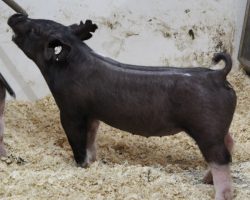 Sire: Outbreak<br>
Sire of Dam: Curtain Call 20-6<br>
Weight: 43<br>
<a href="https://www.youtube.com/watch?v=DWf-UzilHS0" target="_blank" rel="noopener noreferrer">YOUTUBE LINK</a>