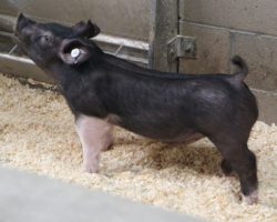 Sire: Junior<br>
Sire of Dam: Lockjaw 197-7<br>
Weight: 51<br>
<a href="https://www.youtube.com/watch?v=AwQnStE0lP0" target="_blank" rel="noopener noreferrer">YOUTUBE LINK</a>