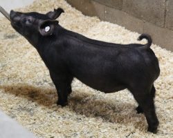 Sire: Junior<br>
Sire of Dam: Lockjaw 197-12<br>
Weight: 49