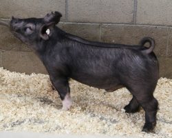 Sire: Junior<br>
Sire of Dam: Lockjaw 197-12<br>
Weight: 73<br>
<a href="https://www.youtube.com/watch?v=8vW26AmldEA" target="_blank" rel="noopener noreferrer">YOUTUBE LINK</a>