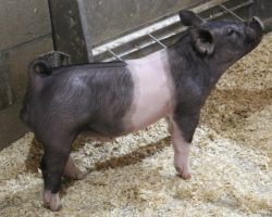 Sire: Outbreak<br>
Sire of Dam: Curtain Call 20-6<br>
Weight: 56<br>
<a href="https://www.youtube.com/watch?v=-cUF7JS1vmc" target="_blank" rel="noopener noreferrer">YOUTUBE LINK</a>