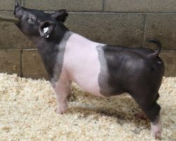 Sire: Brother Love <br>
Sire of Dam: Dirty Deal 130-12<br>
Weight: 46<br>
<a href="https://www.youtube.com/watch?v=2g5fLxvA004" target="_blank" rel="noopener noreferrer">YOUTUBE LINK</a>