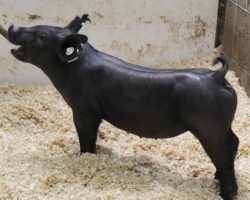 Sire: Junior<br>
Sire of Dam: Breaking Rules 64-9<br>
Weight: 41<br>
<a href="https://www.youtube.com/watch?v=AQOx7Ocaixw" target="_blank" rel="noopener noreferrer">YOUTUBE LINK</a>