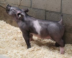 Sire: Junior<br>
Sire of Dam: Breaking Rules 64-9<br>
Weight: 38<br>
<a href="https://www.youtube.com/watch?v=uDvJPGraE1M" target="_blank" rel="noopener noreferrer">YOUTUBE LINK</a>